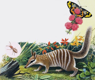Numbat av R.B. Davis