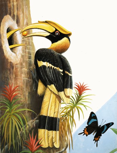 Hornbill av R.B. Davis