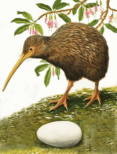 Kiwi av R.B. Davis