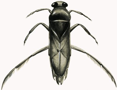 Water Boatman (gouache på papper) av R.B. Davis