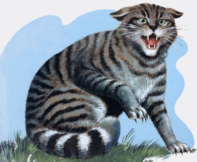 Vildkatt, från "Treasure av R.B. Davis