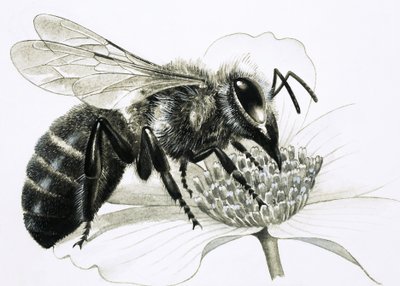 Arbetarbiet samlar nektar från blomman av R.B. Davis