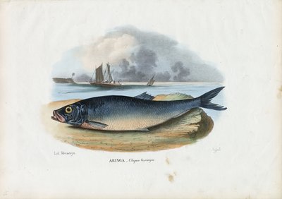 Atlantisk sill, 1863-79 av Raimundo Petraroja