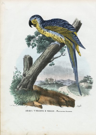 Blå-och-gul ara, 1863-79 av Raimundo Petraroja