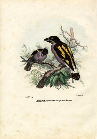 Broadbills, 1863-79 av Raimundo Petraroja