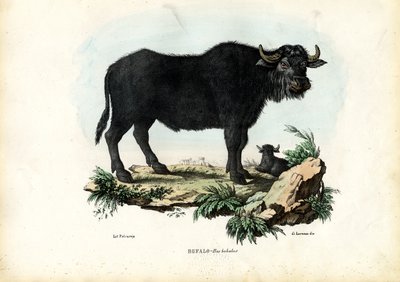 Buffalo, 1863-79 av Raimundo Petraroja