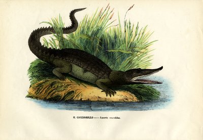 Caiman, 1863-79 av Raimundo Petraroja