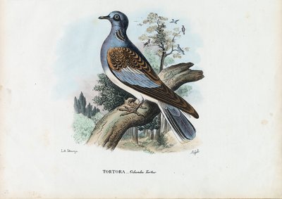 Europeisk turturduva, 1863-79 av Raimundo Petraroja