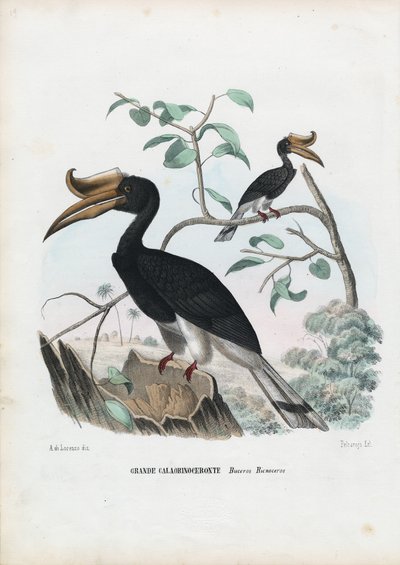 Stor näshornsfågel, 1863-79 av Raimundo Petraroja