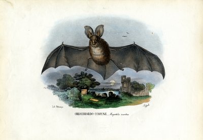 Grå långörad fladdermus, 1863-79 av Raimundo Petraroja