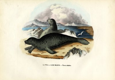 Knubbsäl, 1863-79 av Raimundo Petraroja