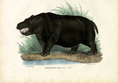 Flodhäst, 1863-79 av Raimundo Petraroja