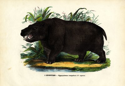 Flodhäst, 1863-79 av Raimundo Petraroja