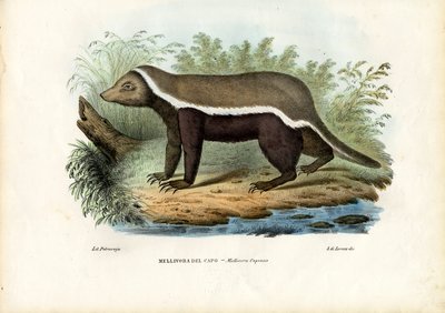 Honungsgrävling, 1863-79 av Raimundo Petraroja
