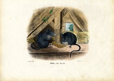 Husmus, 1863-79 av Raimundo Petraroja
