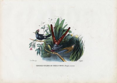 Kolibrier, 1863-79 av Raimundo Petraroja