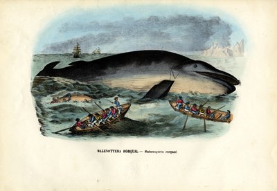 Knölval, 1863-79 av Raimundo Petraroja