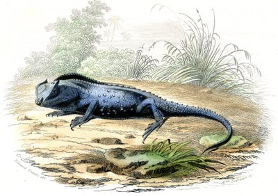 La head fourchue (Lyriocephalus margaritaceus) - Plansch hämtad från Histoire Naturelle av Bernard Germain de Lacepede (1856-1925), edition P.Furme, Paris av Raimundo Petraroja