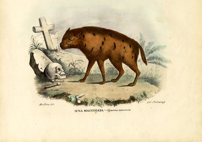 Den skrattande hyenan, 1863-79 av Raimundo Petraroja