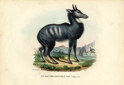 Nilgai av Raimundo Petraroja