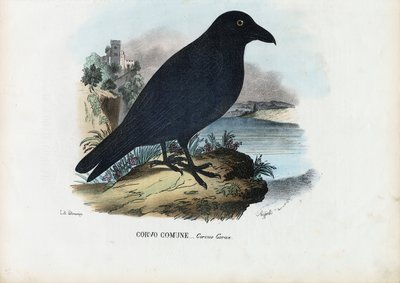 Korpen, 1863-79 av Raimundo Petraroja