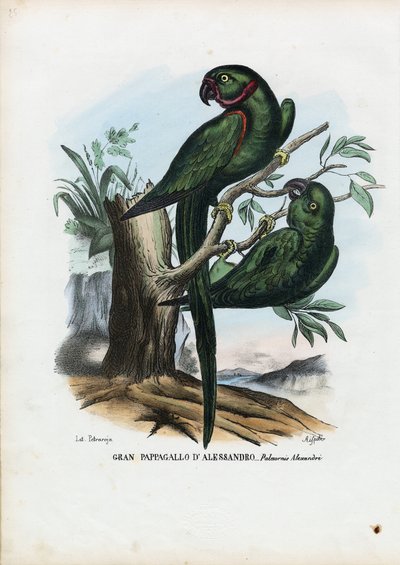 Rosenringad parakit, 1863-79 av Raimundo Petraroja