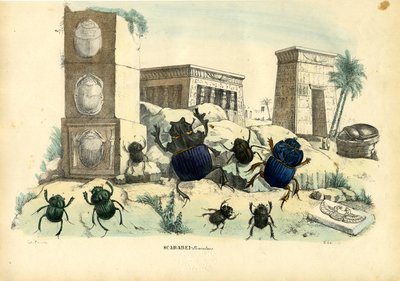 Scarab skalbaggar, 1863-79 av Raimundo Petraroja