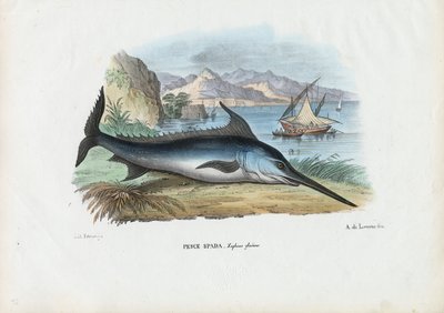 Svärdfisk, 1863-79 av Raimundo Petraroja