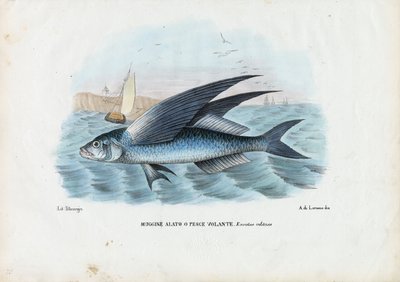 Tropisk tvåvingad flygfisk, 1863-79 av Raimundo Petraroja