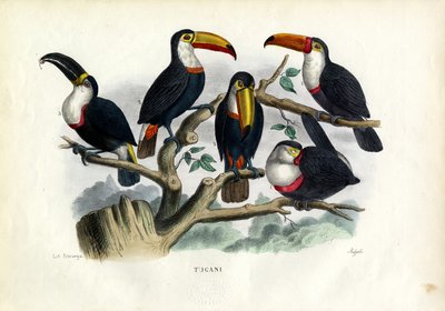Tukaner, 1863-79 av Raimundo Petraroja