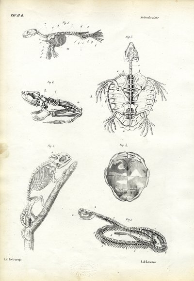 Sköldpadda, 1863-79 av Raimundo Petraroja