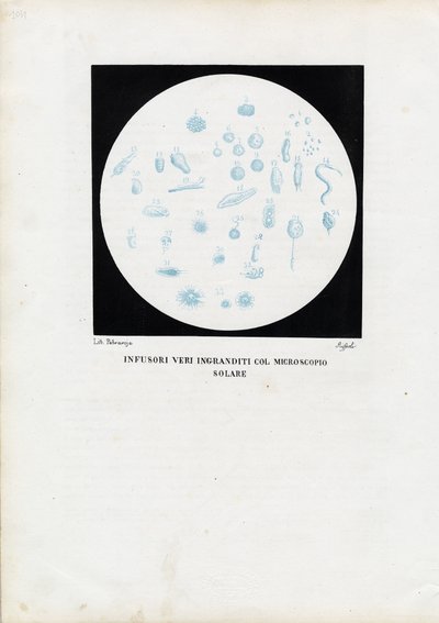 Hjuldjur, 1863-79 av Raimundo Petraroja