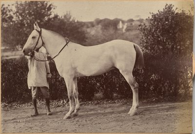 Kapten Bailwards häst, Jhansi (verso, till höger) av Raja Deen Dayal