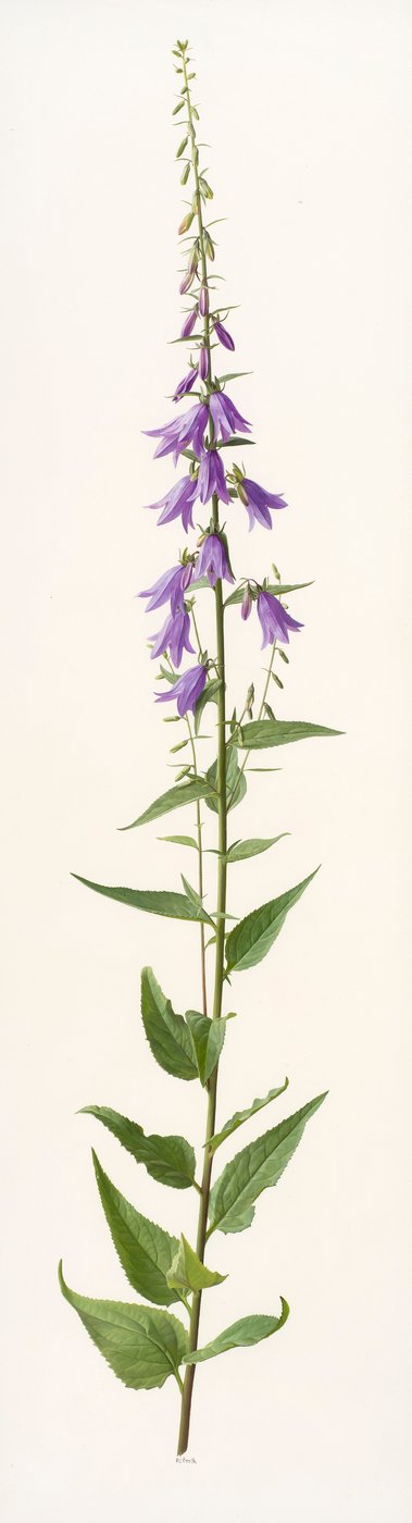 Adenophora species (olja på papper) av Raymond Booth