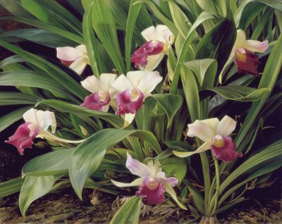 Cochleanthus Hybrid av Raymond Booth