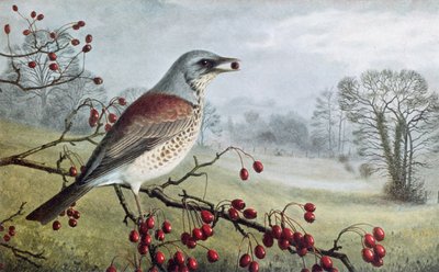 Fältarbete av Raymond Booth