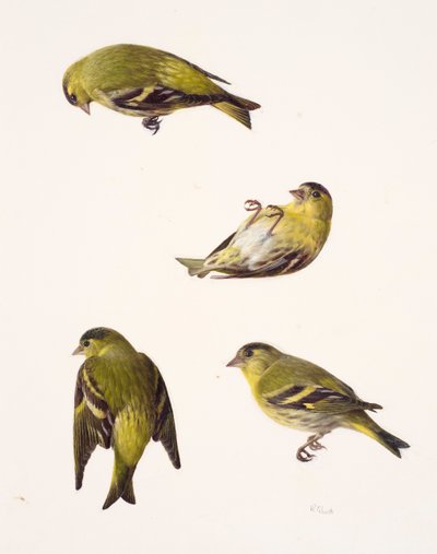 Fyra studier av en siskin (olja på papper) av Raymond Booth