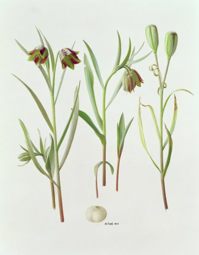 Fritillaria Kurdica av Raymond Booth