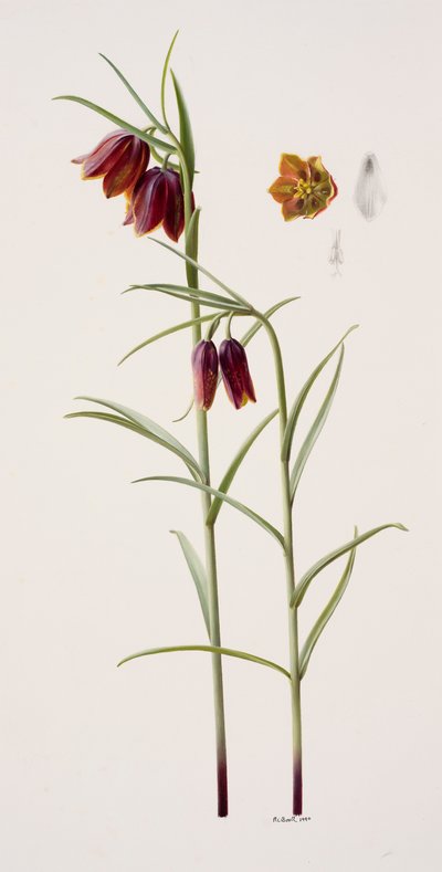 Fritillaria gracilis (olja på papper) av Raymond Booth