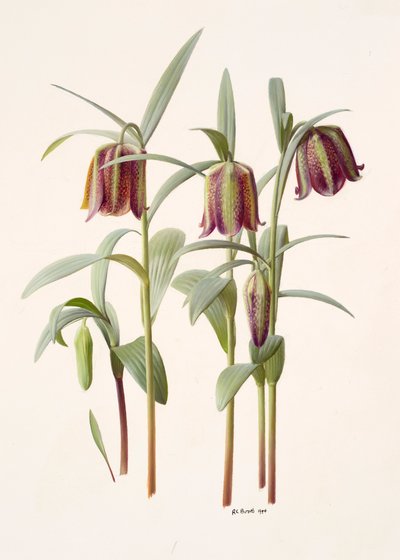 Fritillaria kotschyana av Raymond Booth