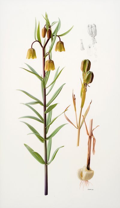 Fritillaria roylei av Raymond Booth