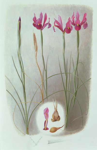 Iris filifolia av Raymond Booth
