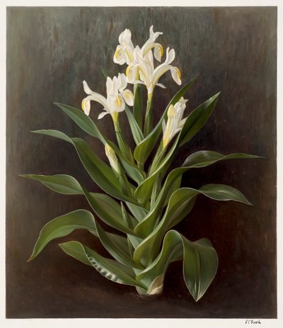 Iris willmottiana alba (olja på papper) av Raymond Booth