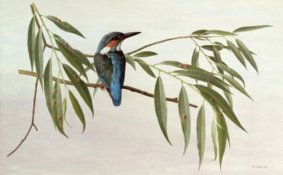 Kungsfiskare av Raymond Booth