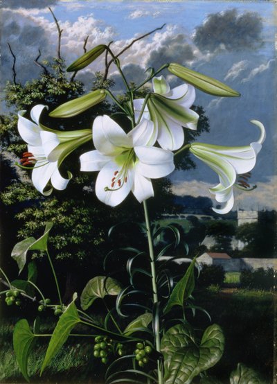 Lilium Emerald, ca 1959 (olja på pannå) av Raymond Booth