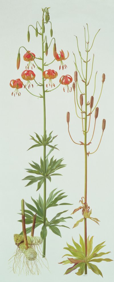 Lilium Pardalinum av Raymond Booth