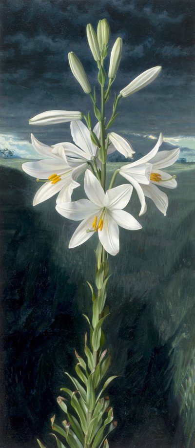 Madonnalilja (olja på pannå) av Raymond Booth