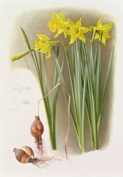 Narcissus Hispanicas Bujei av Raymond Booth