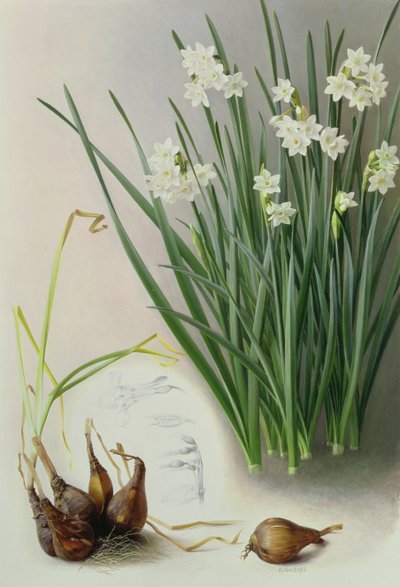 Narcissus Pannizianus av Raymond Booth