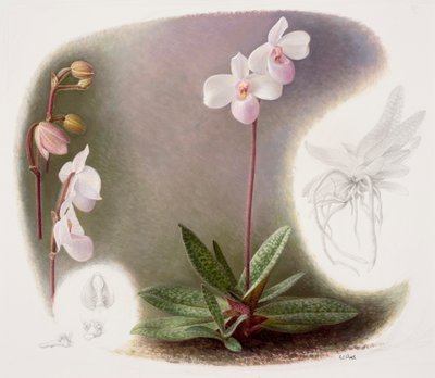 Paphiopedilium delenatii (olja på papper) av Raymond Booth